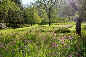 nature-2-gite-vosges